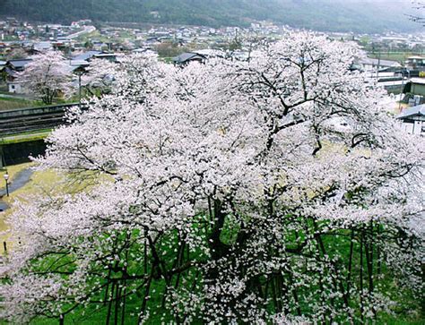 臥龍桜 開花状況|臥龍桜｜花見特集202